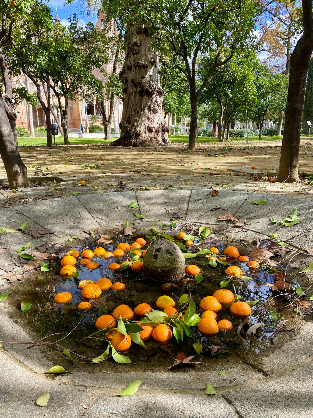 Seville and oranges